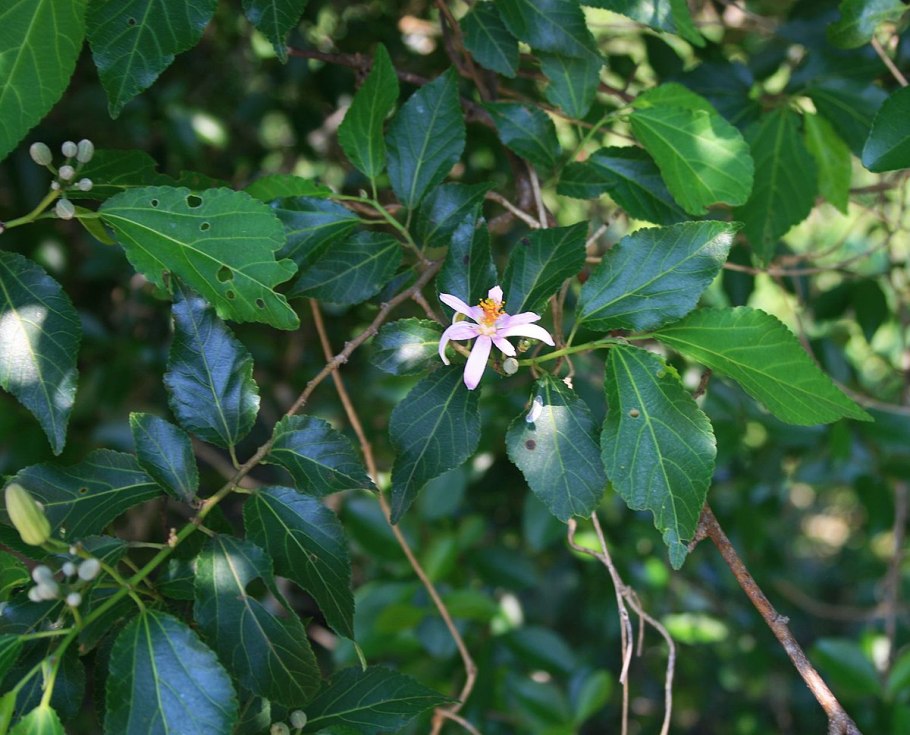 Гревия Западная бонсай
