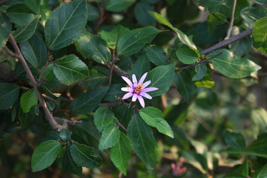 Grewia occidentalis зимостойкость