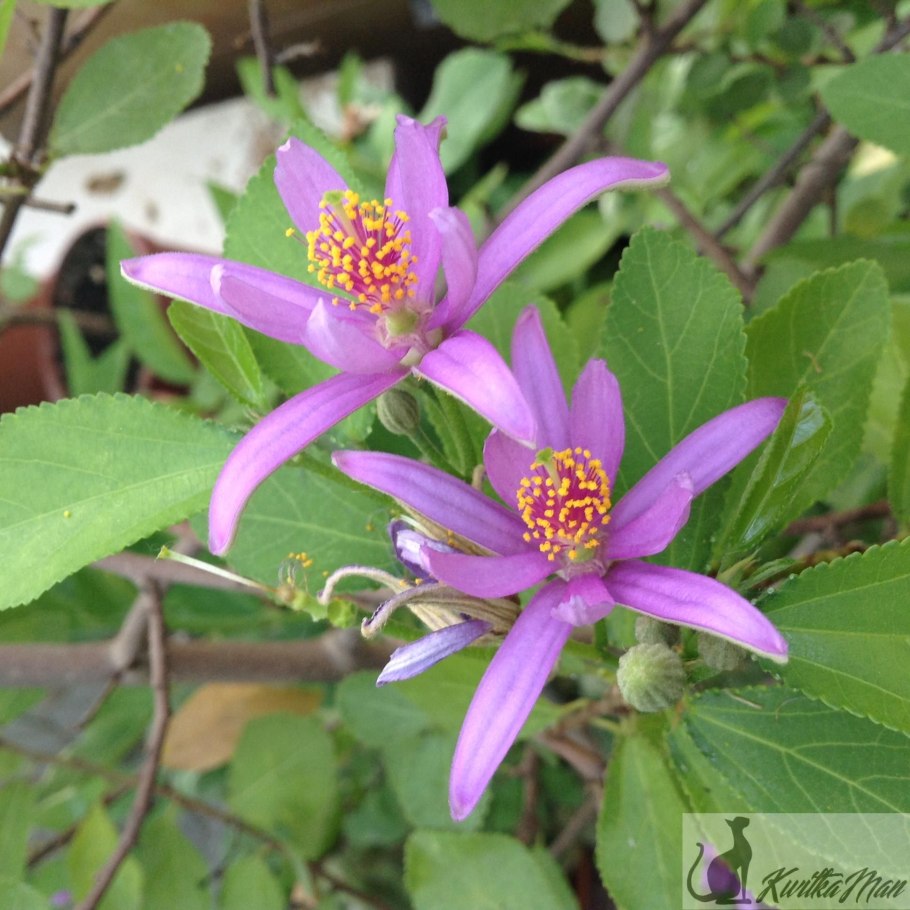 Гревия окциденталис