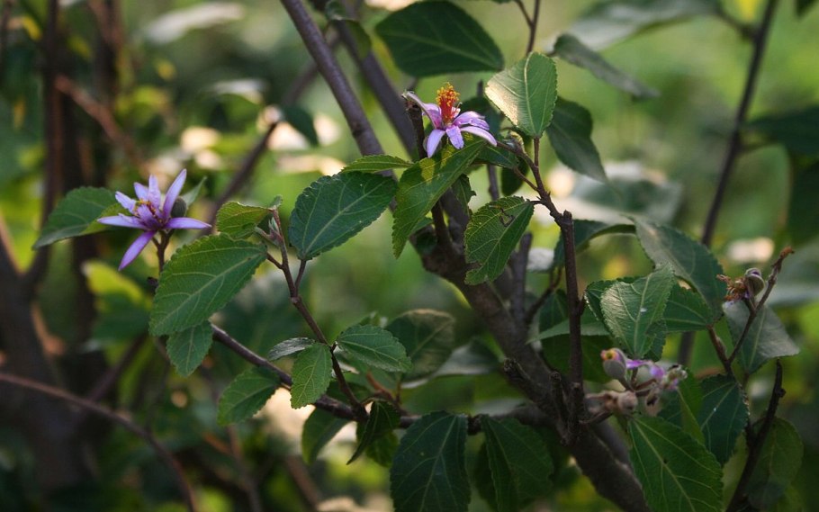 Гревия желтая Grewia Flava