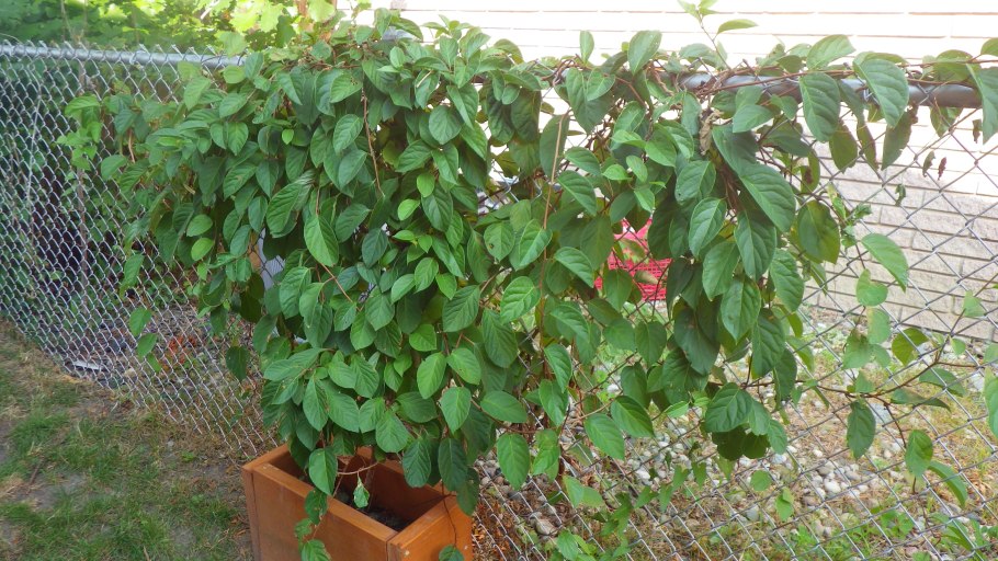 Гревия Тенакс