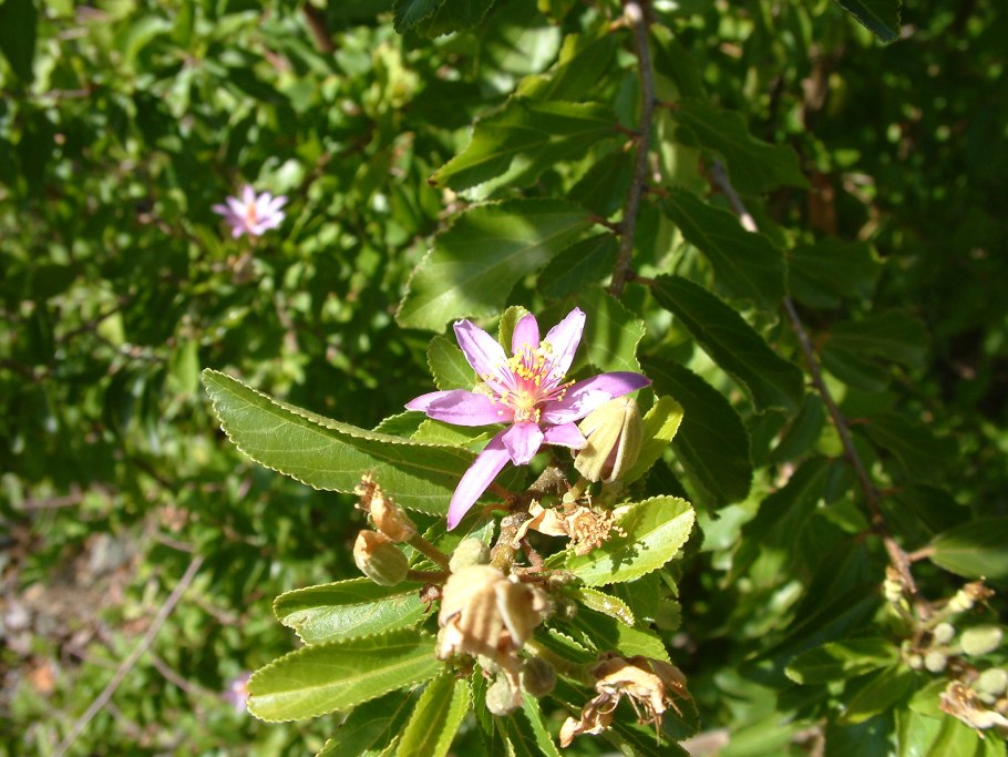 Гревия Западная