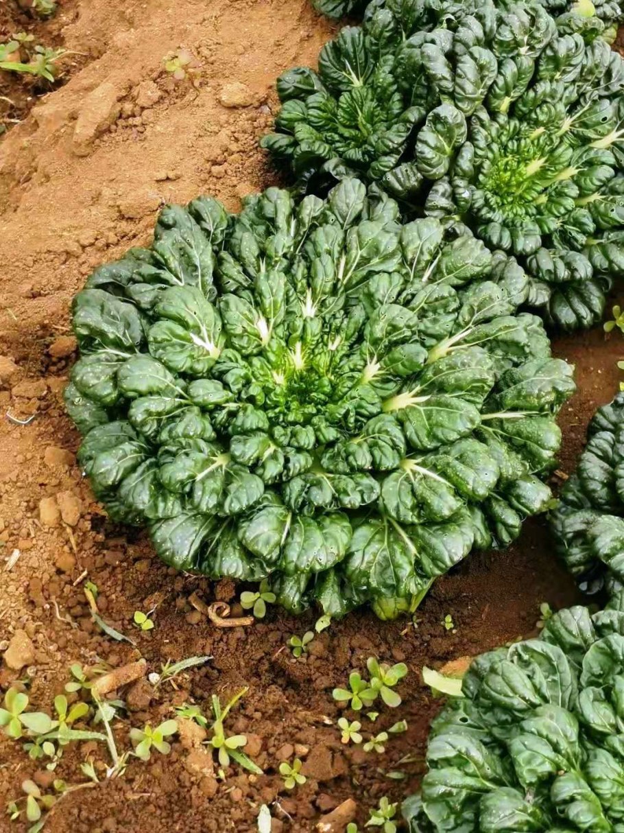 Капуста японская Татсой