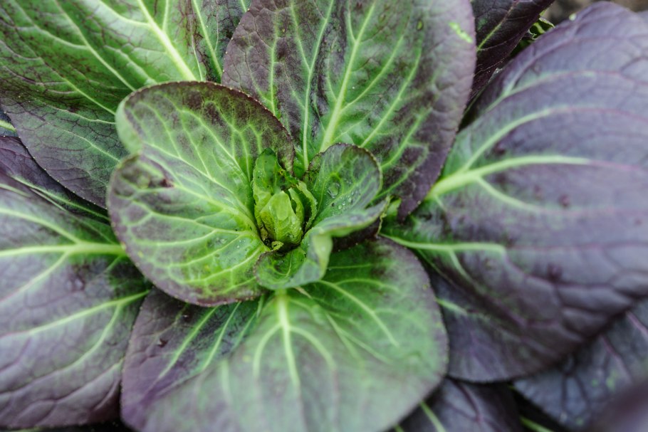 Капуста Татсой выращивание на подоконнике