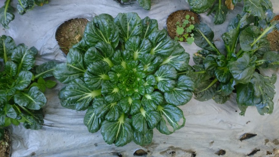 Татсой красная