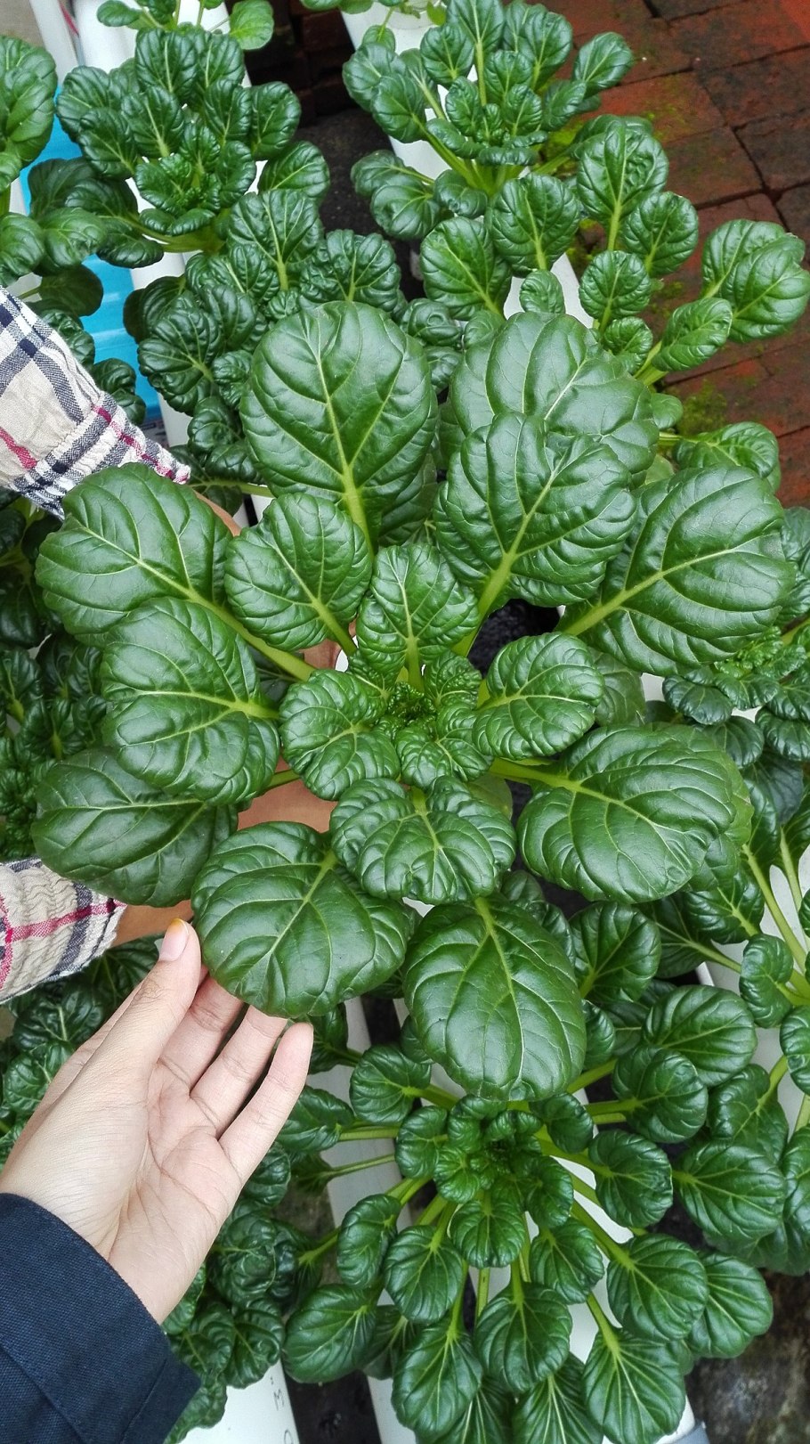 Горчица салатная ред