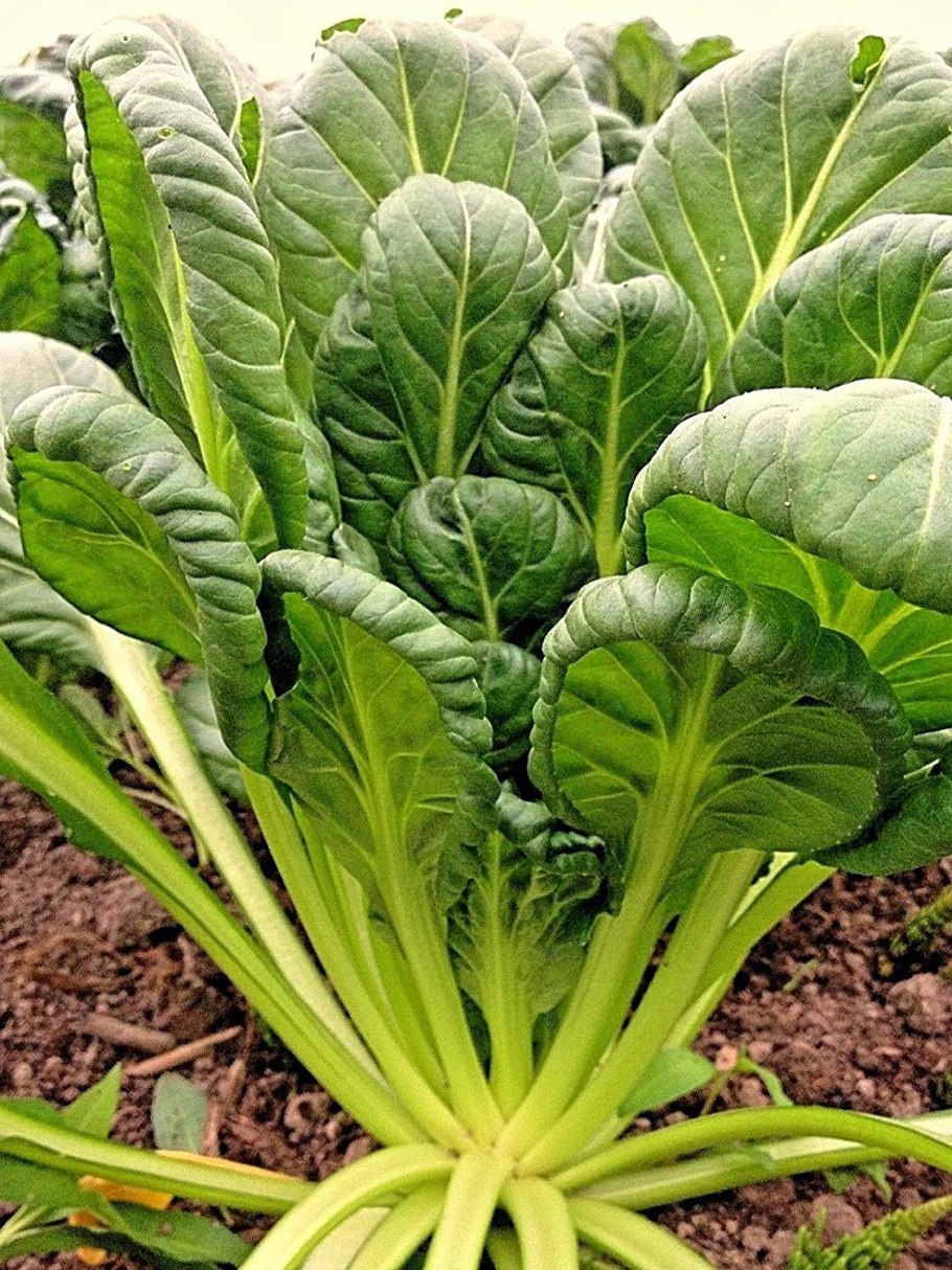 Капуста китайская пак Чой f1 Руби