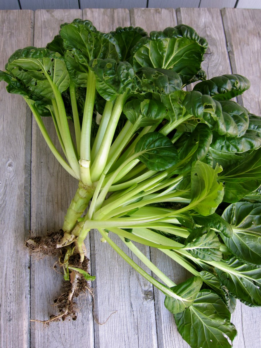 Капуста татцой