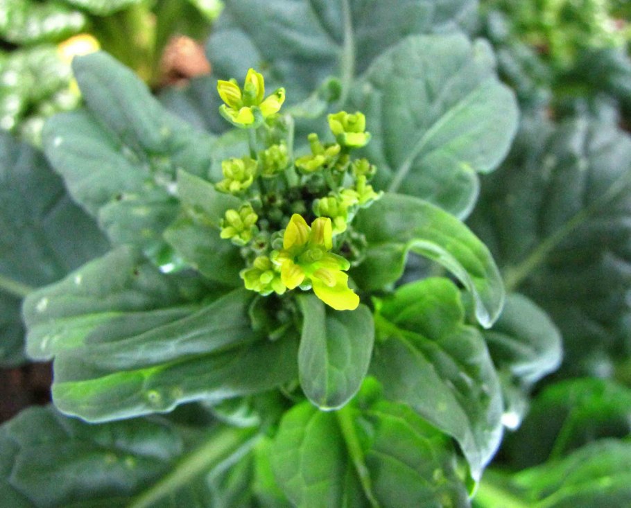 Капуста Татсой