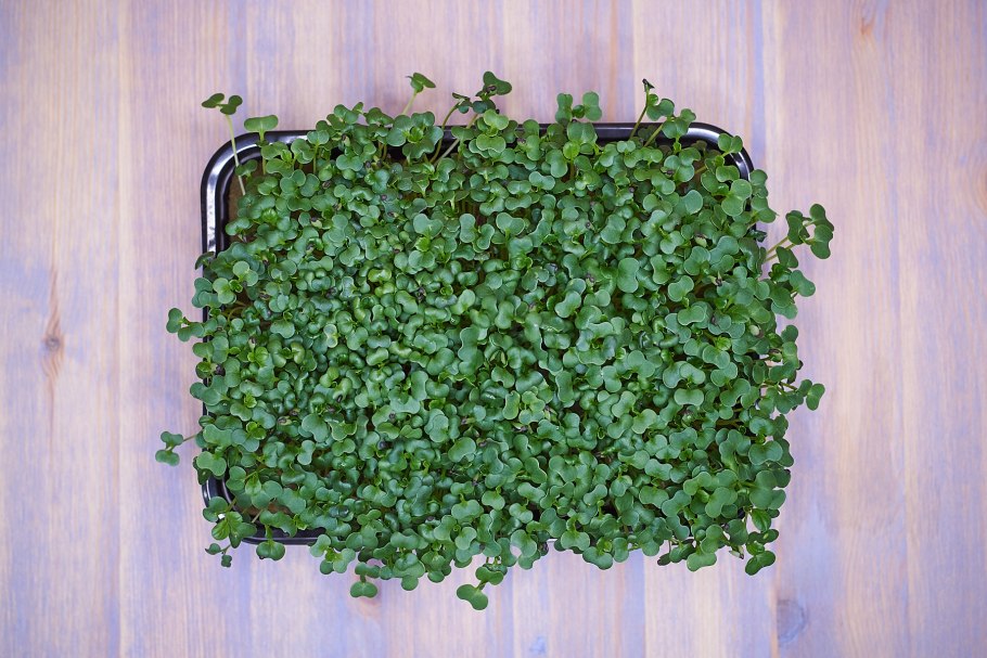 Капуста Татсой