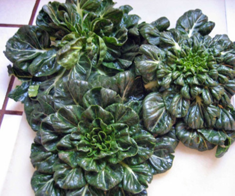 Пак Чой фри