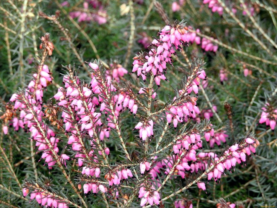 Вереск Эрика