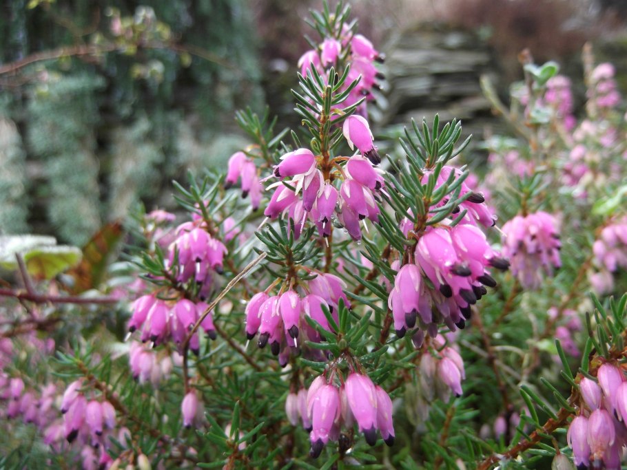 Эрика дарленская микс