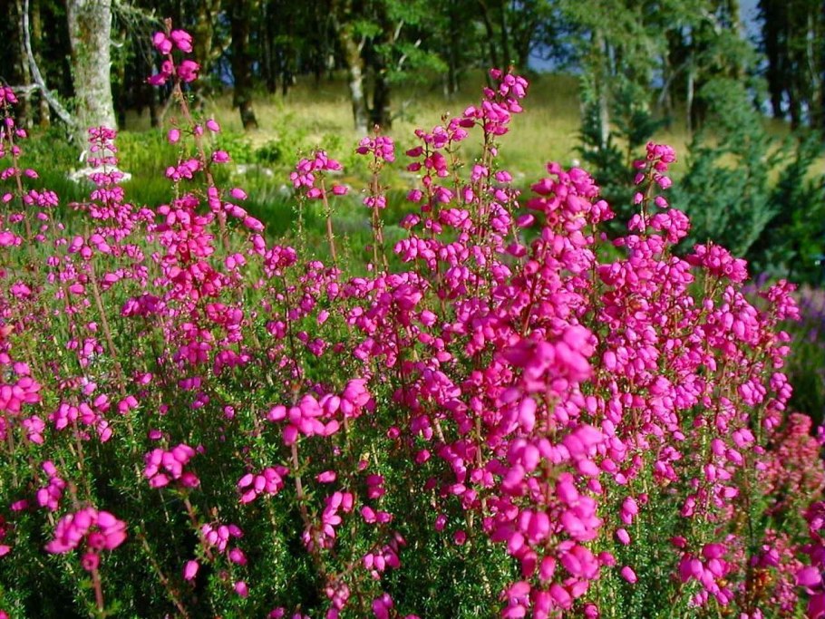Erica cinerea