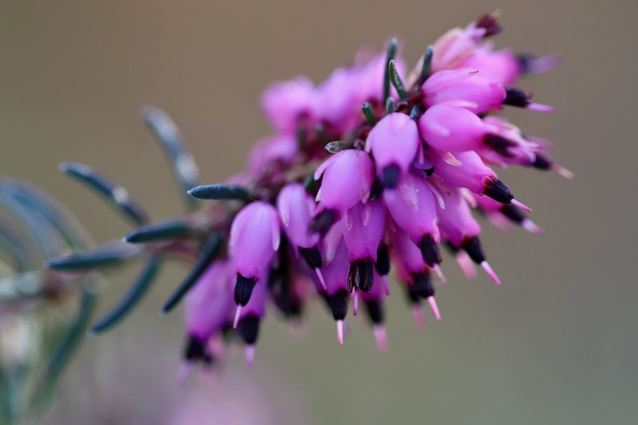 Erica cinerea