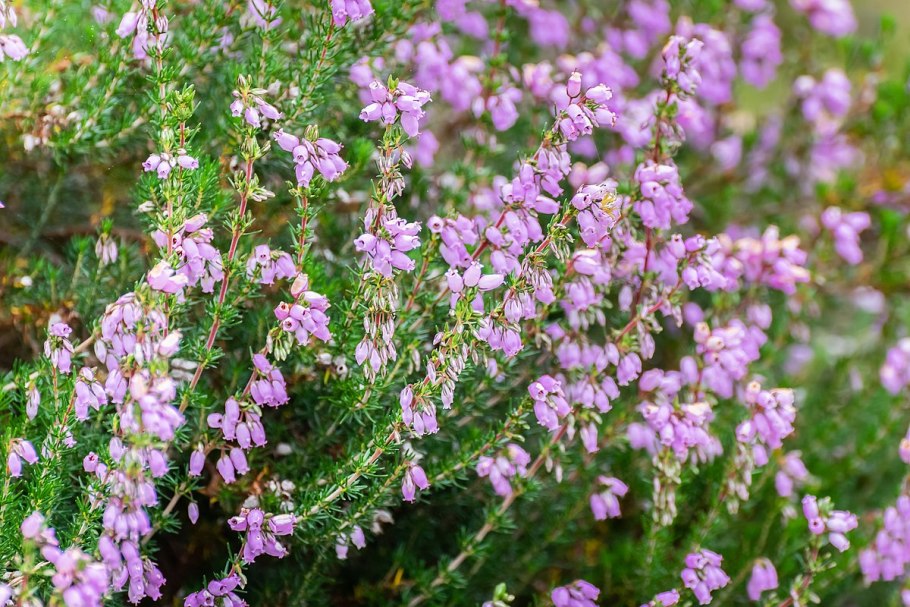 Erica cinerea ‘Marina’