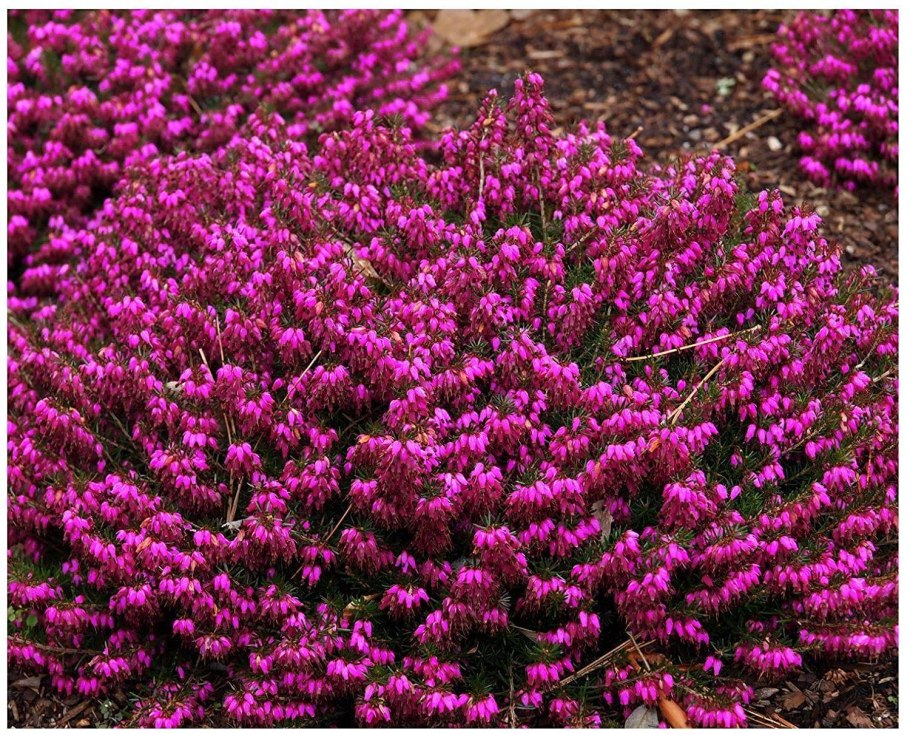 Эрика травянистая (Erica carnea)