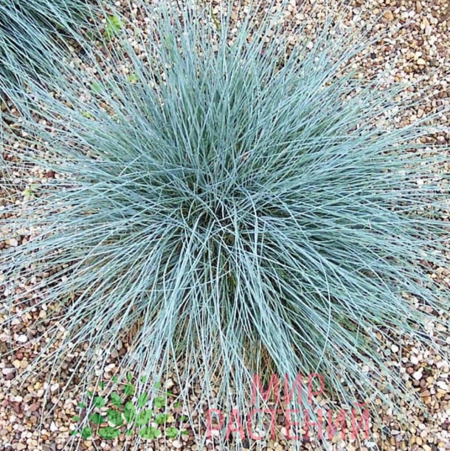 Овсяница фестука