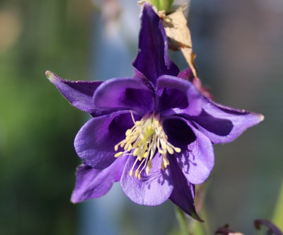 Аквилегия Клементина