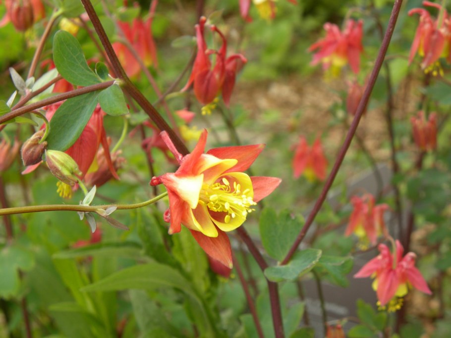 Аквилегия Скиннера — Aquilegia skinneri