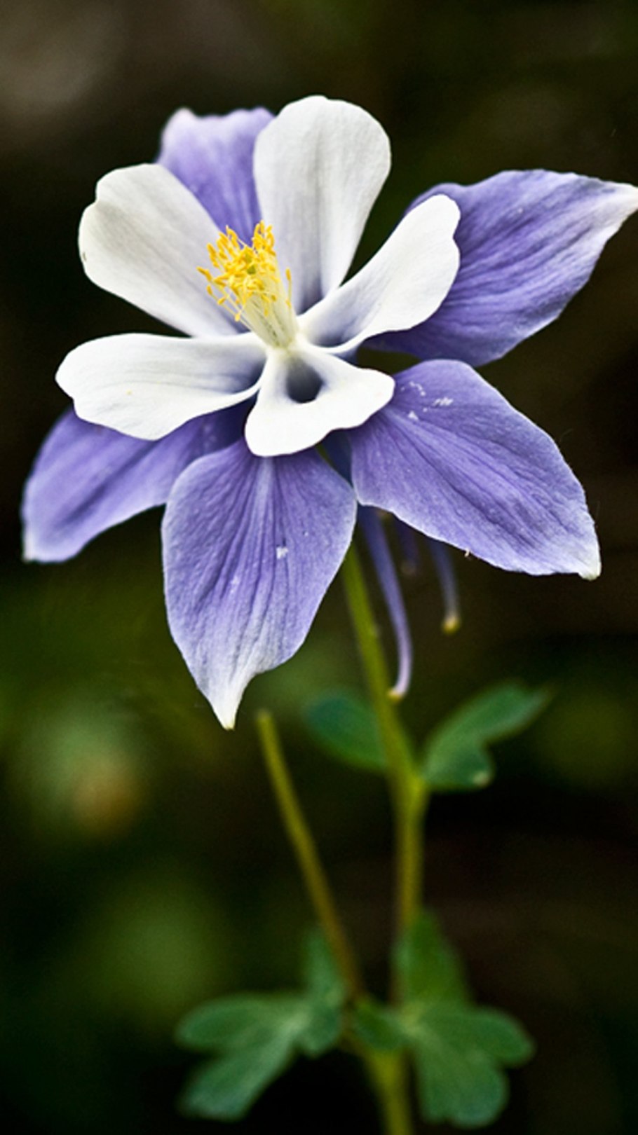 Виола душистая Columbine