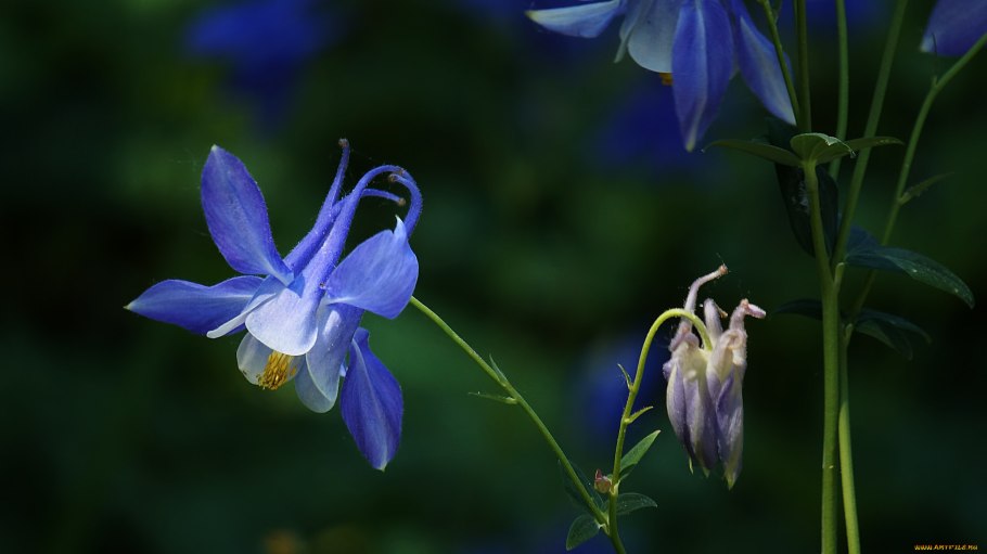 Аквилегия отцвела