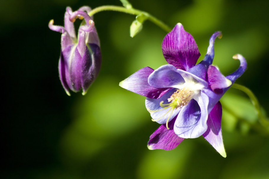 Аквилегия оранжевая