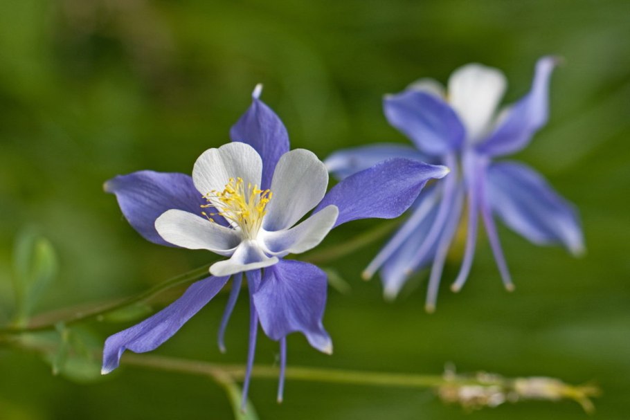 Водосбор Амурский