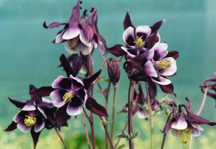 Аквилегия желтая