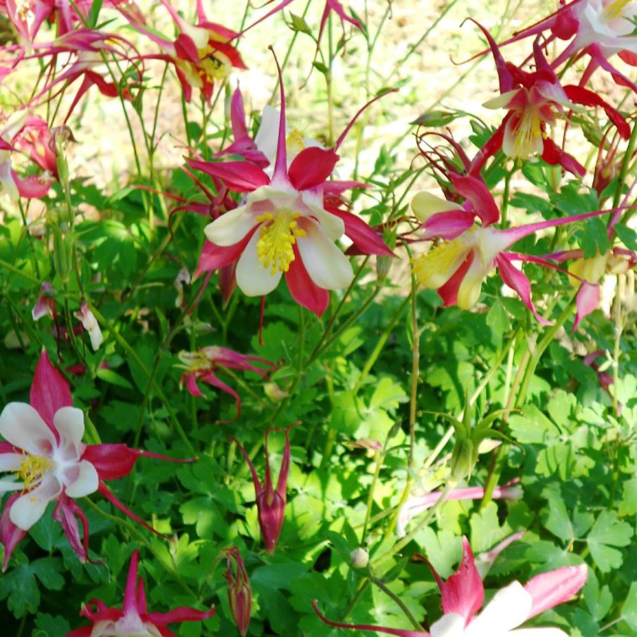 Aquilegia Olympica