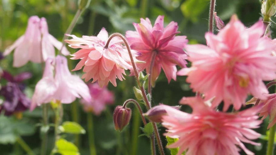 Аквилегия обыкновенная местообитание