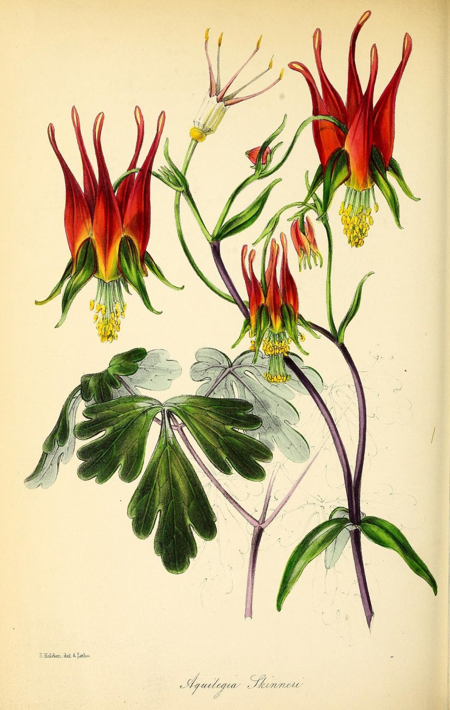 Аквилегия Колумбина махровая