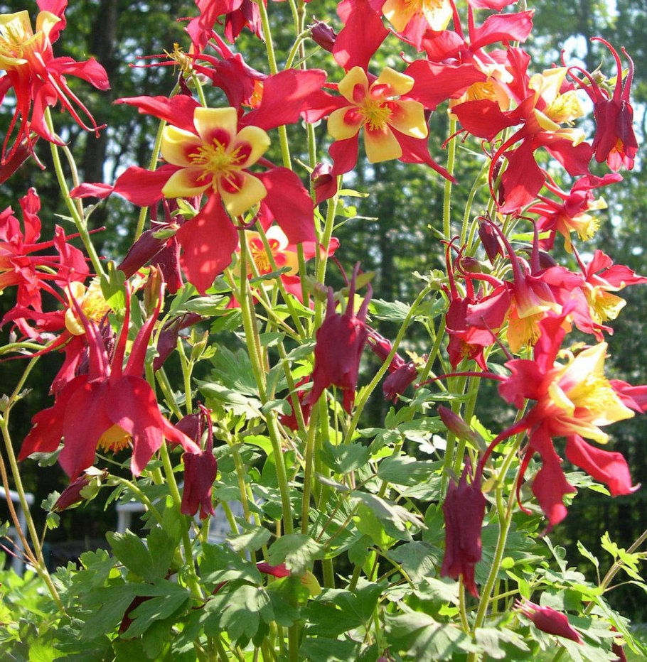 Аквилегия Кримсон