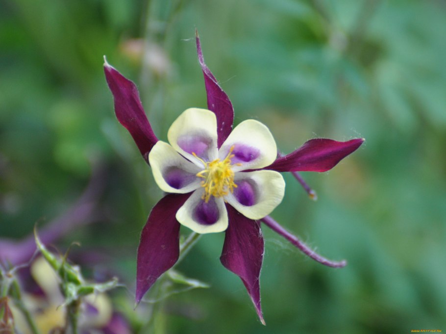 Аквилегия гибридная Голубка