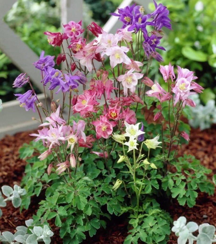 Аквилегия гиганты Маккана