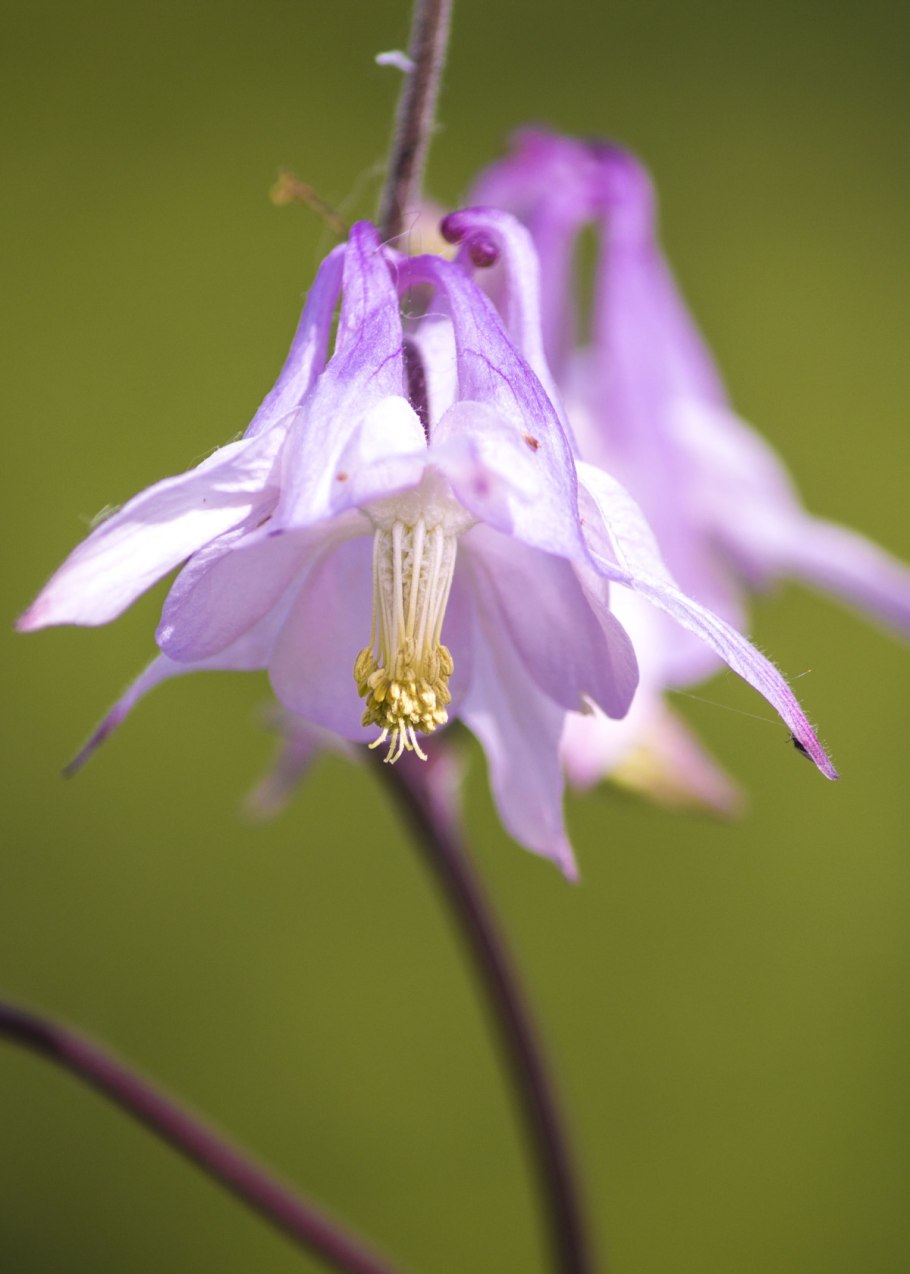 Водосбор Амурский