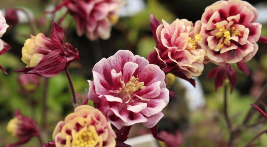 Аквилегия Колумбина