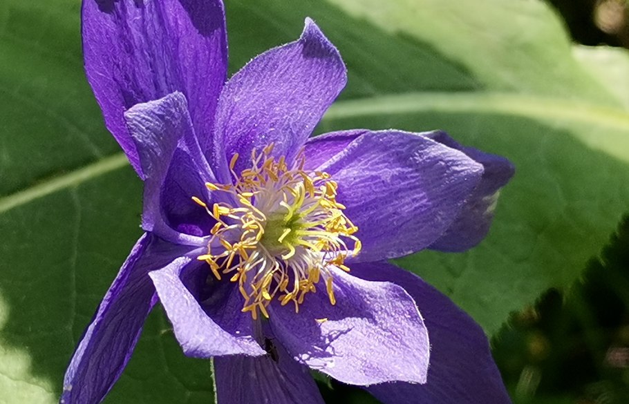 Водосбор Камы