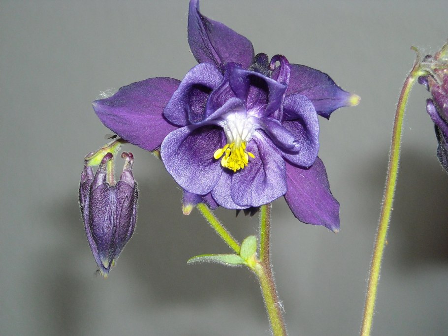 Водосбор Амурский