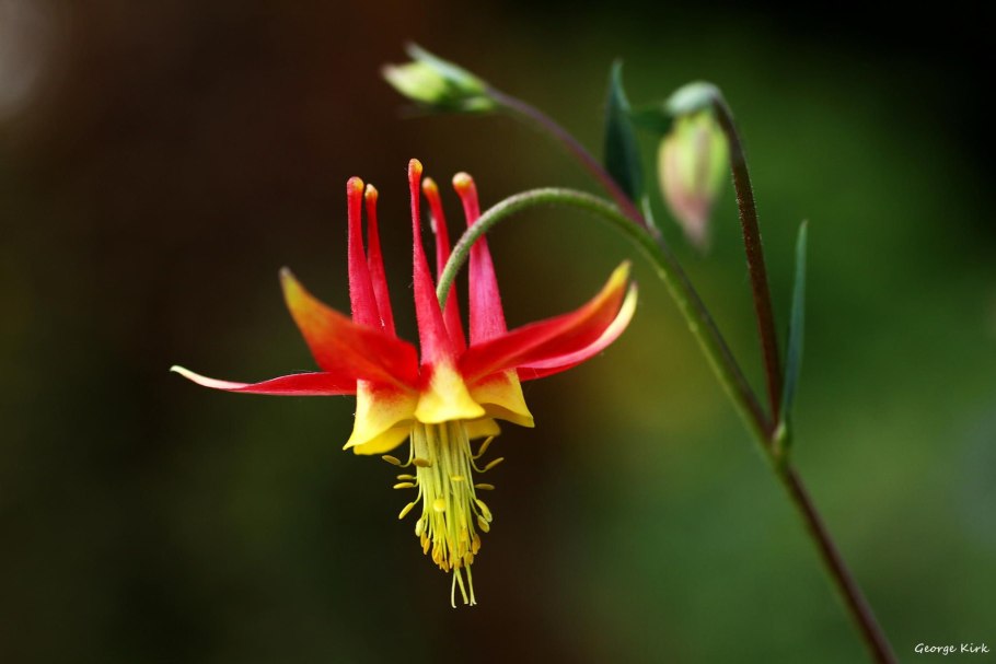 Аквилегия туфельки эльфов (Тимиряз.пит)