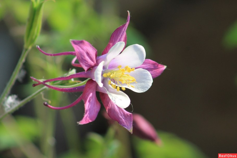 Аквилегия золотистоцветковая Silver Queen