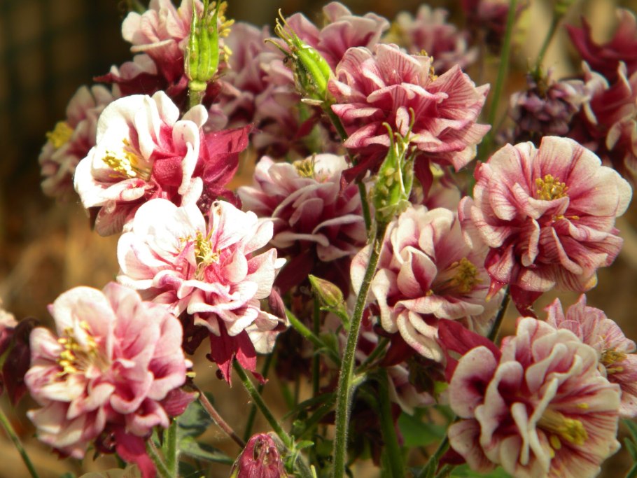 Аквилегия винки Дабл ред энд Вайт