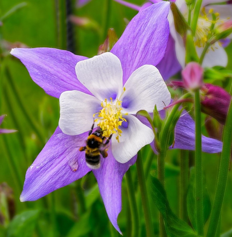 Аквилегия Кримсон Стар