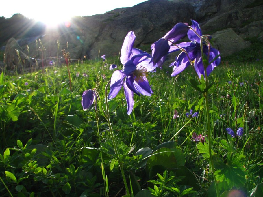 Аквилегия Скиннера — Aquilegia skinneri