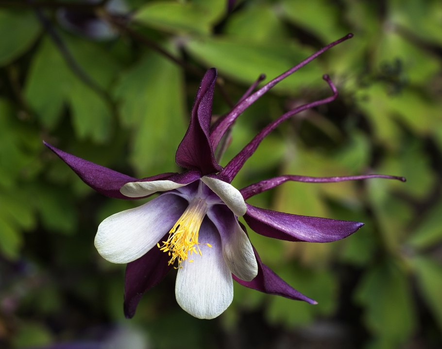 Аквилегия голубая Гиант