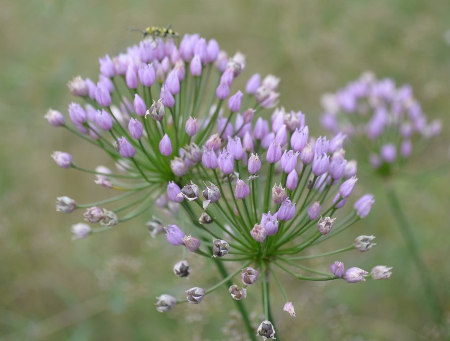 Аллиум Шуберта (Allium schubertii)