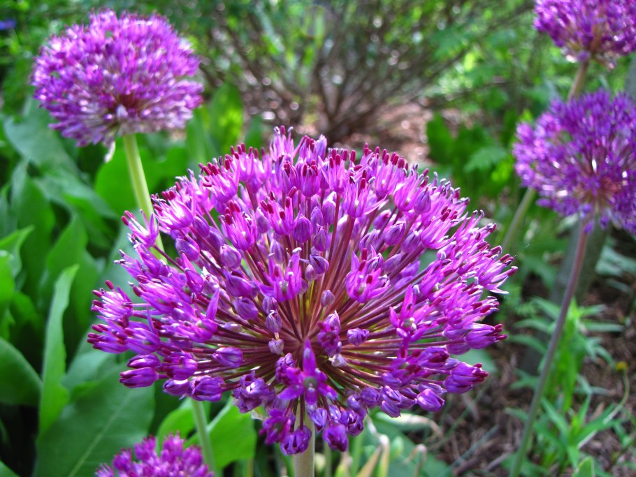 Allium angulosum