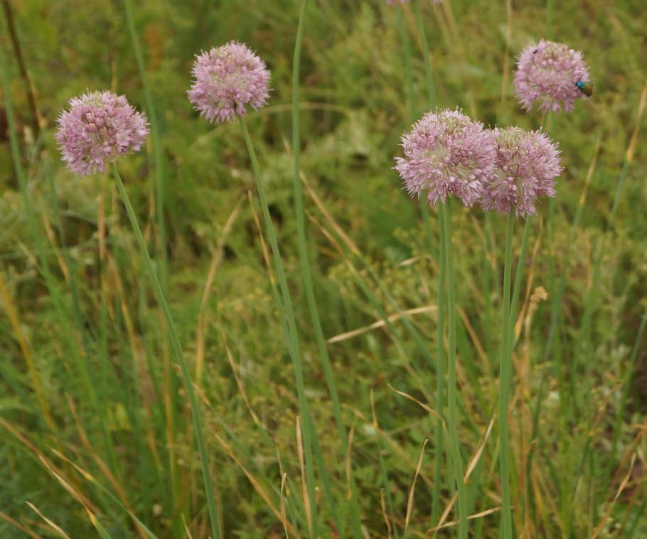 Allium hymenorhizum