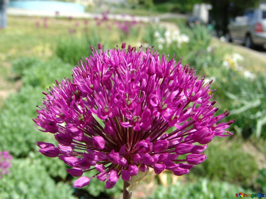 Лук торчащий Allium strictum