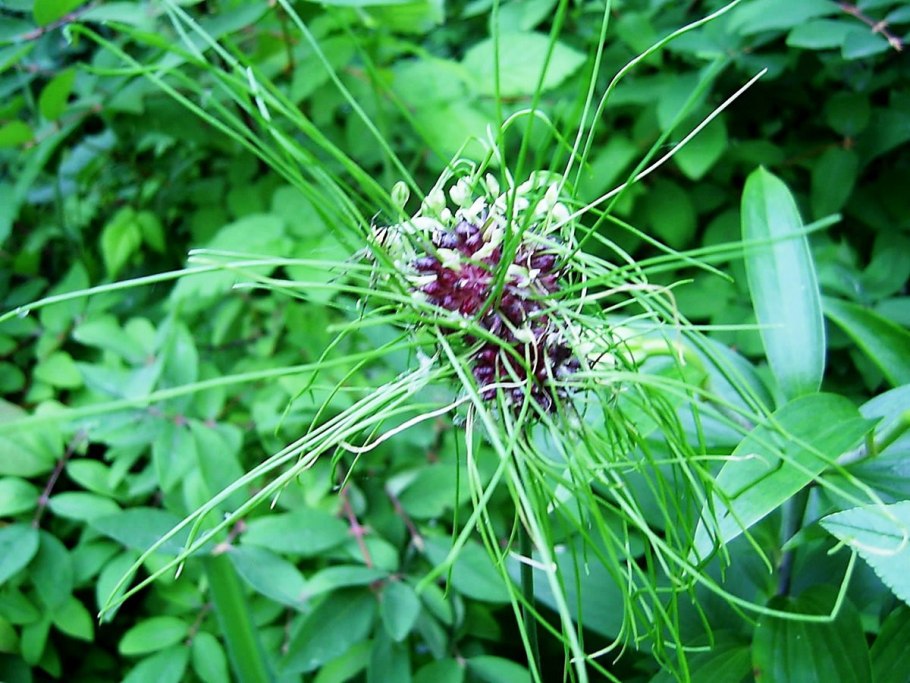 Вероника крупнотычинковая